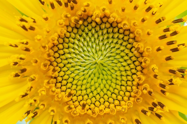 Beau gros plan de tournesol dans le jardin