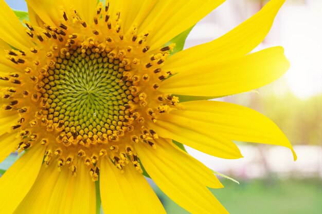 Beau gros plan de tournesol dans le jardin