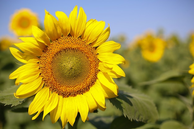 Beau gros plan de tournesol sur un fond de ciel bleu par une journée ensoleillée Vue de face