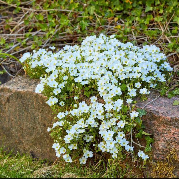 Beau groupe de fleurs blanches dans la nature Gros plan de plantes lumineuses qui fleurissent sur une surface de pierre rocheuse dure à l'extérieur Fleur naturelle de la vie verte à l'extérieur d'un jardin en pleine croissance paisible