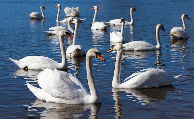 Beau groupe de sauvagine oiseau cygne sur le lac au printemps