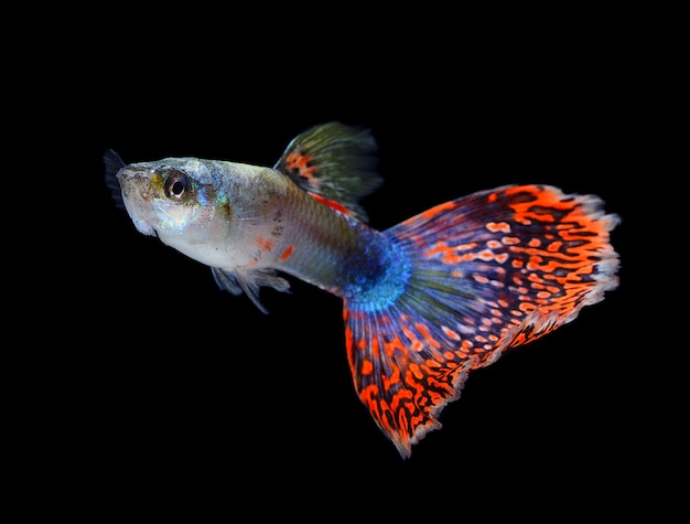 Beau Guppy isolé sur fond noir