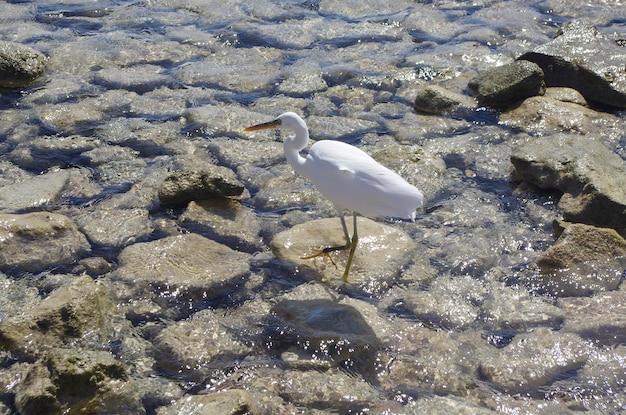 Beau héron marchant sur des pierres sur le gros plan de la mer rouge Aigrette blanche