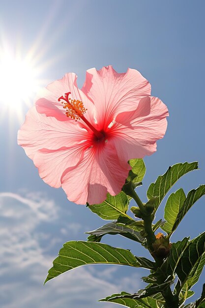 Photo le beau hibiscus ou bunga raya