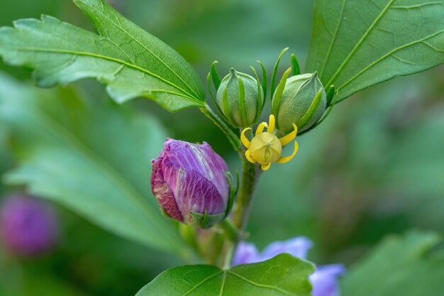 Photo beau hibiscus violet dans le jardin