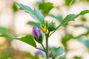 Photo beau hibiscus violet dans le jardin