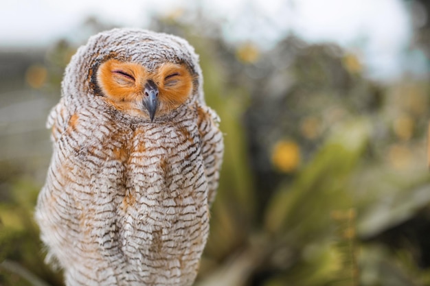 Un beau hibou aux yeux fermés est assis sur une branche d'arbre