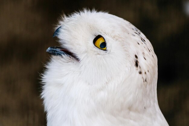 Beau hibou blanc avec des yeux et un bec jaunes