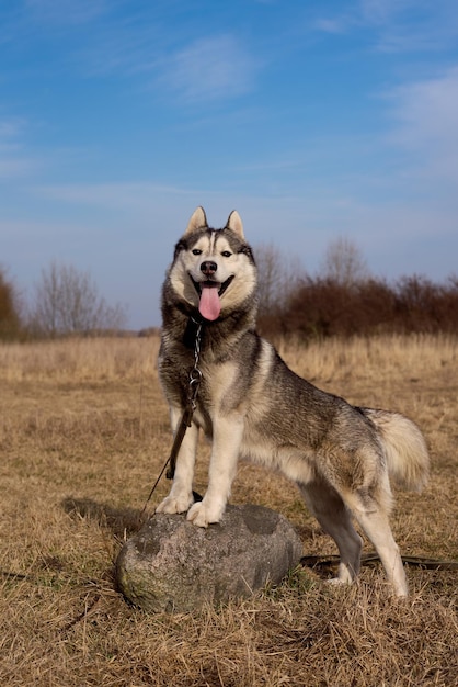 Beau Husky sibérien dans la nature