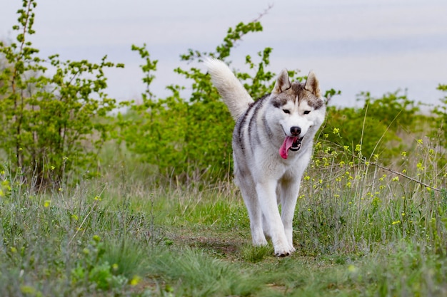 Beau Husky Sibérien marchant sur l'herbe