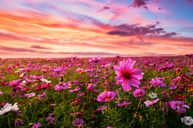 Beau et incroyable de paysage de champ de fleurs cosmos au coucher du soleil. fond d'écran nature.