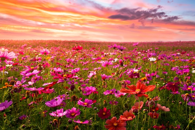 Beau et incroyable de paysage de champ de fleurs cosmos au coucher du soleil