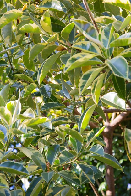 Beau jardin au feuillage vert