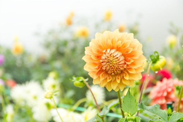 Beau jardin de chrysanthèmes