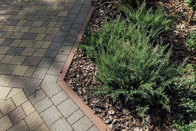 Beau jardin d'été avec une allée serpentant à travers