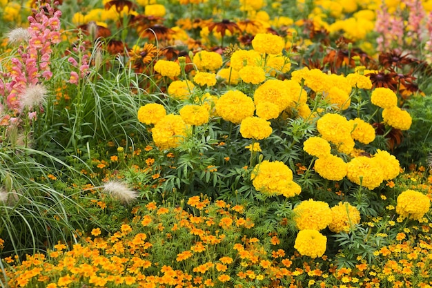 Beau jardin d'été en fleurs