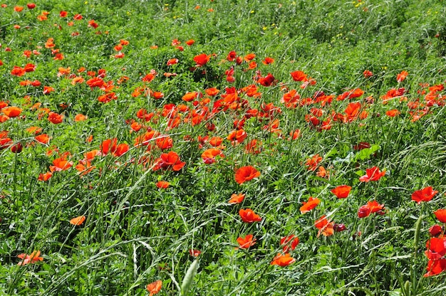 Beau jardin de fleurs pour fond et composition