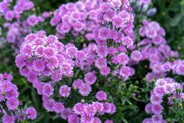 Beau jardin de fleurs pourpre Margaret