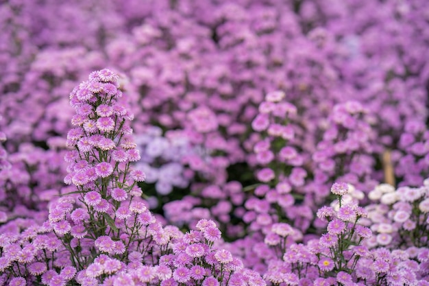 Beau jardin de fleurs pourpre Margaret