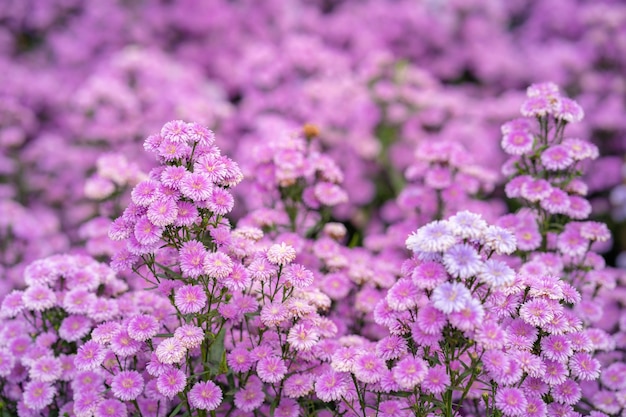 Beau jardin de fleurs pourpre Margaret