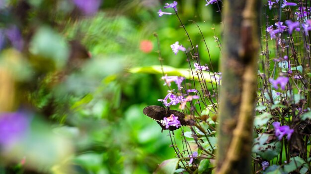 Beau jardin avec des fleurs violettes et des papillons