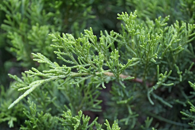 Beau jardin de genévrier