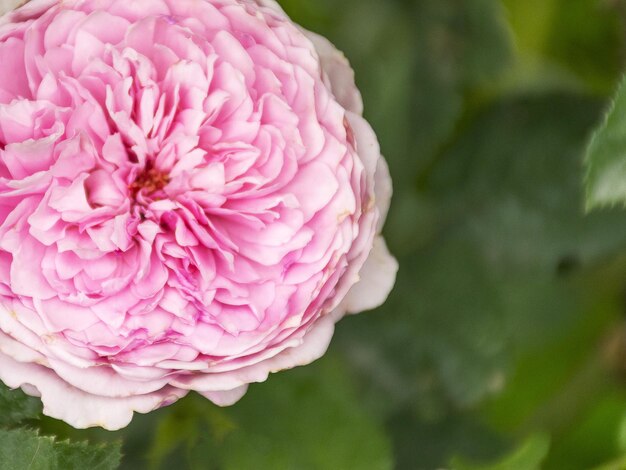 Beau jardin luxuriant rose Rosier parfumé Beau fond Fleur de jardin