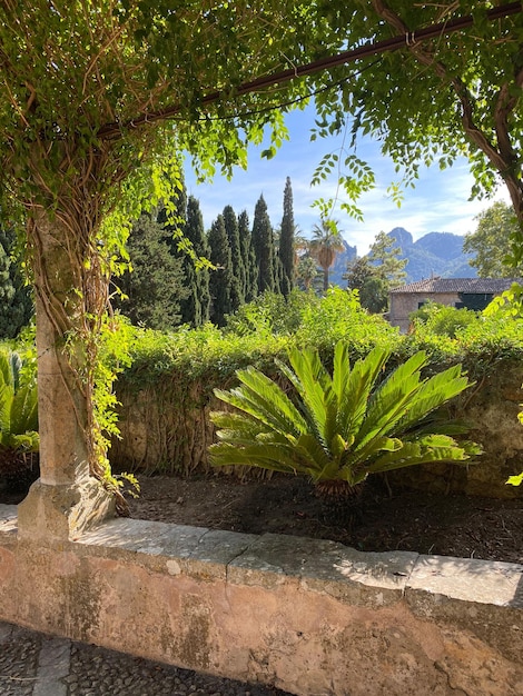 Beau jardin à Majorque