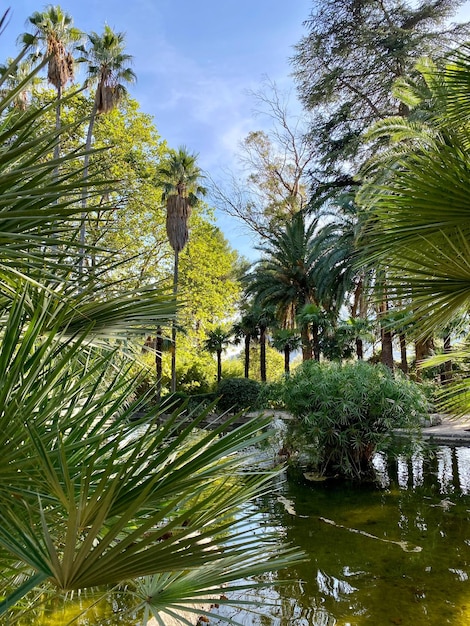 Beau jardin à Majorque