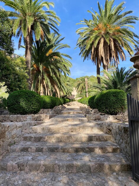 Beau jardin à Majorque