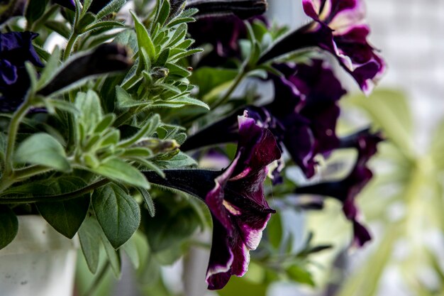 beau jardin pétunia fleurs gros plan