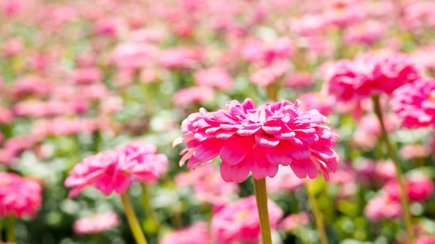 Beau jardin rafraîchissant avec champ de fleurs de zinnia, fleur rose qui fleurit dans le parc.