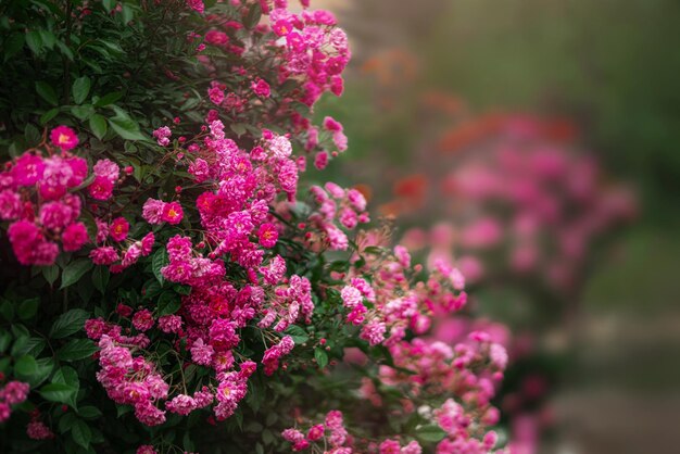 Beau jardin avec des rosiers en fleurs en été