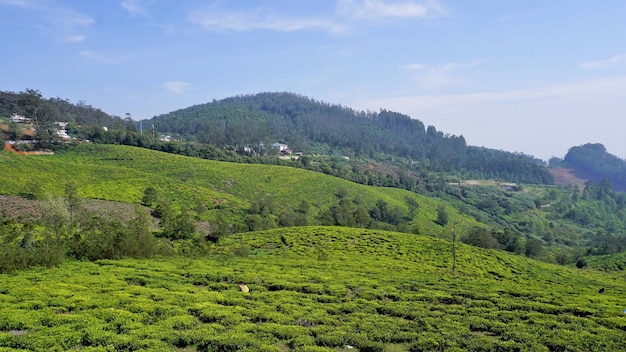 Beau jardin de thé ou domaines de thé d'Ooty Une verdure luxuriante Photographie de paysage de Nilgiri