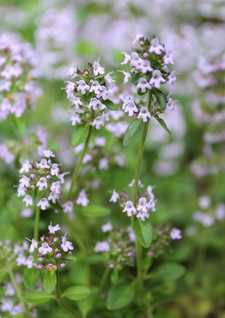 Beau jardin de thym aux fleurs