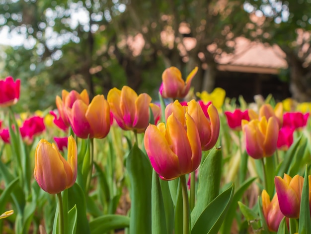 Beau jardin de tulipes sur fond flou