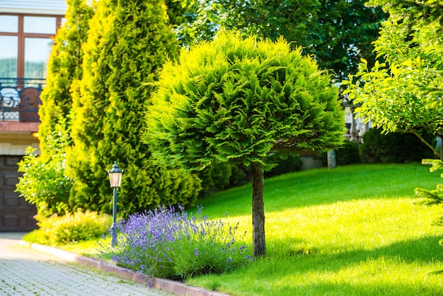 Beau jardin avec une végétation vibrante