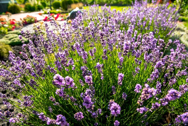 Beau jardin avec une végétation vibrante