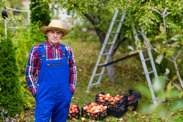 Beau jardinier de pommes en chapeau et uniforme Récolte saisonnière de fruits d'été