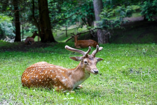 Beau jeune cerf brun à l'état sauvage Cerf sauvage parmi les arbres verts