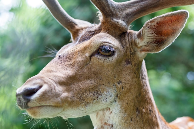 Beau Jeune Cerf Brun à L'état Sauvage Cerf Sauvage Parmi Les Arbres Verts