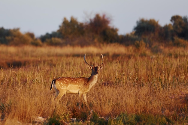 Beau jeune cerf se promène à l'extérieur sur le terrain pendant la journée