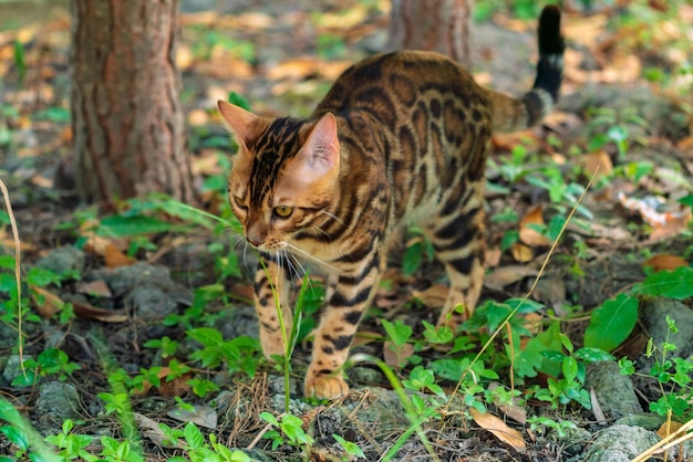 Beau jeune chat bengal dans le jardin