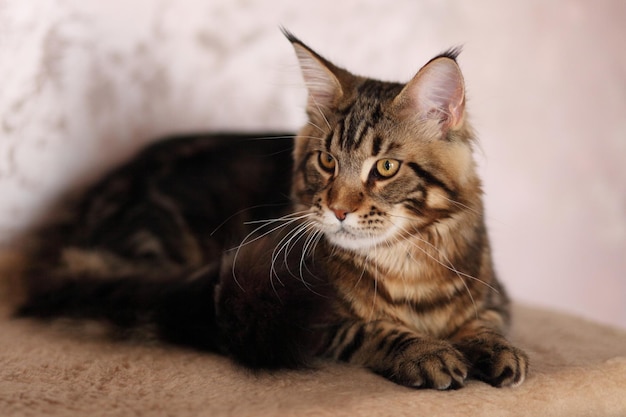 Beau jeune chat main coon