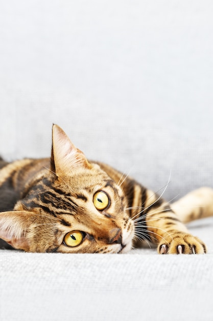 Beau jeune chat à poil court allongé sur le lit à la maison, animal de chat Bengal regardant la caméra.