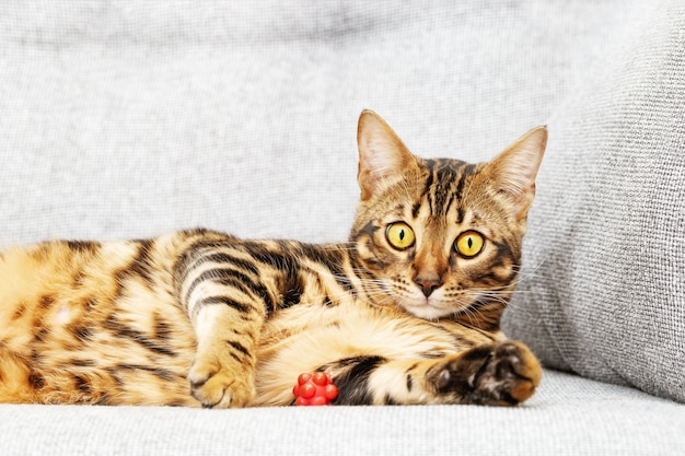 Beau jeune chat à poil court allongé sur le lit à la maison