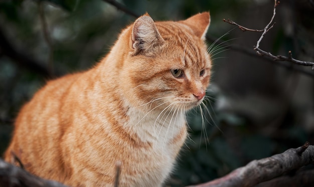 Beau jeune chaton aux cheveux rouges est assis et pose dans la nature