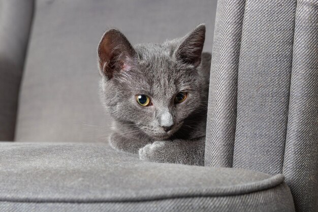 Beau jeune chaton gris sur le fauteuil