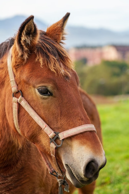 Photo beau jeune cheval en gros plan sur un pâturage d'été