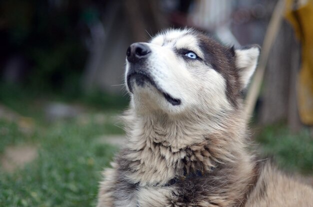 Beau jeune chien husky fier avec tête de profil assis dans le jardin